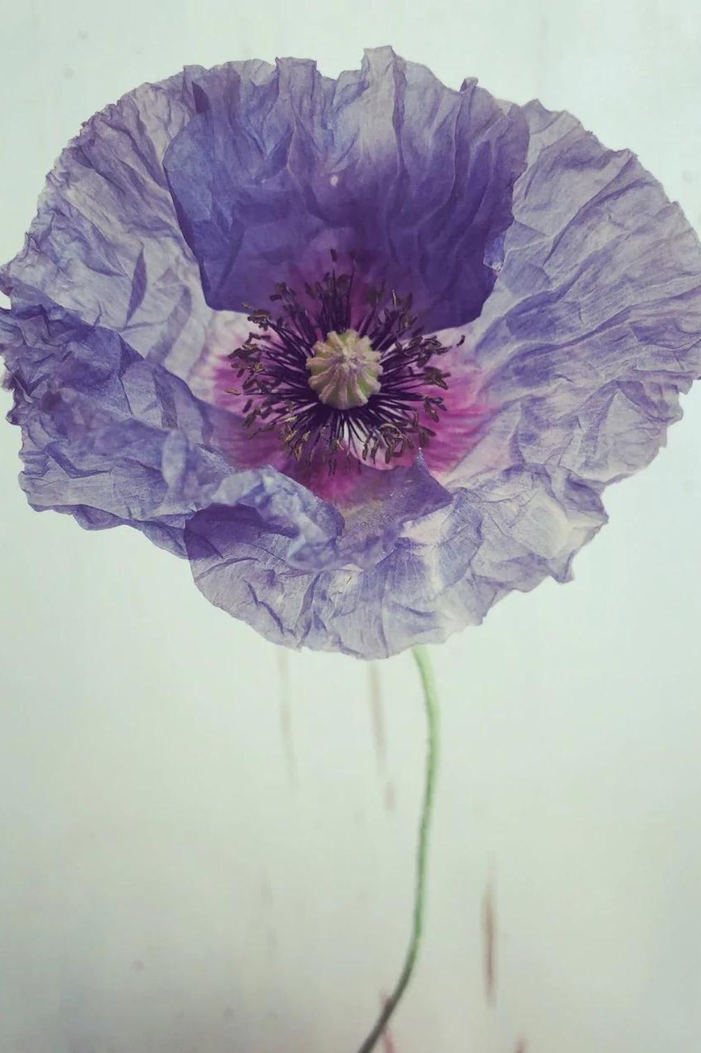 Mohn "Amazing Grey"