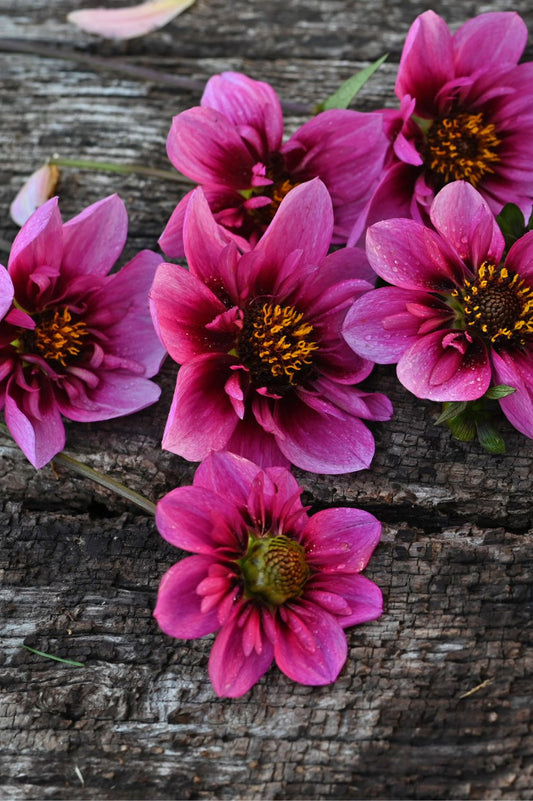Dahlie Skyfall