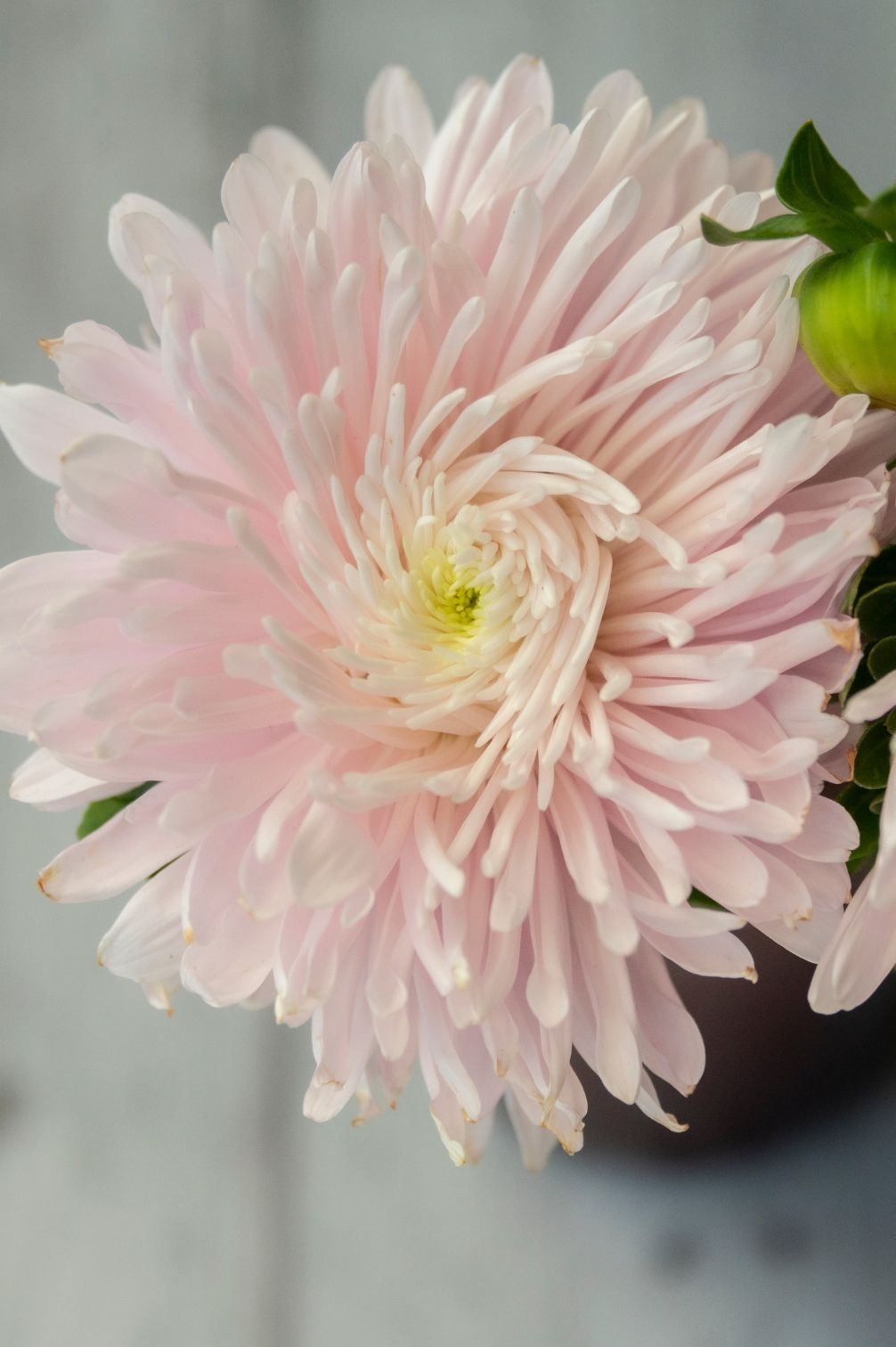 Sommeraster "Apricot"