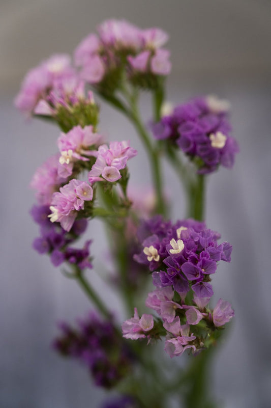 Statice – Strandflieder Pastel Mix