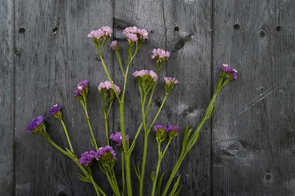 Statice – Strandflieder Pastel Mix