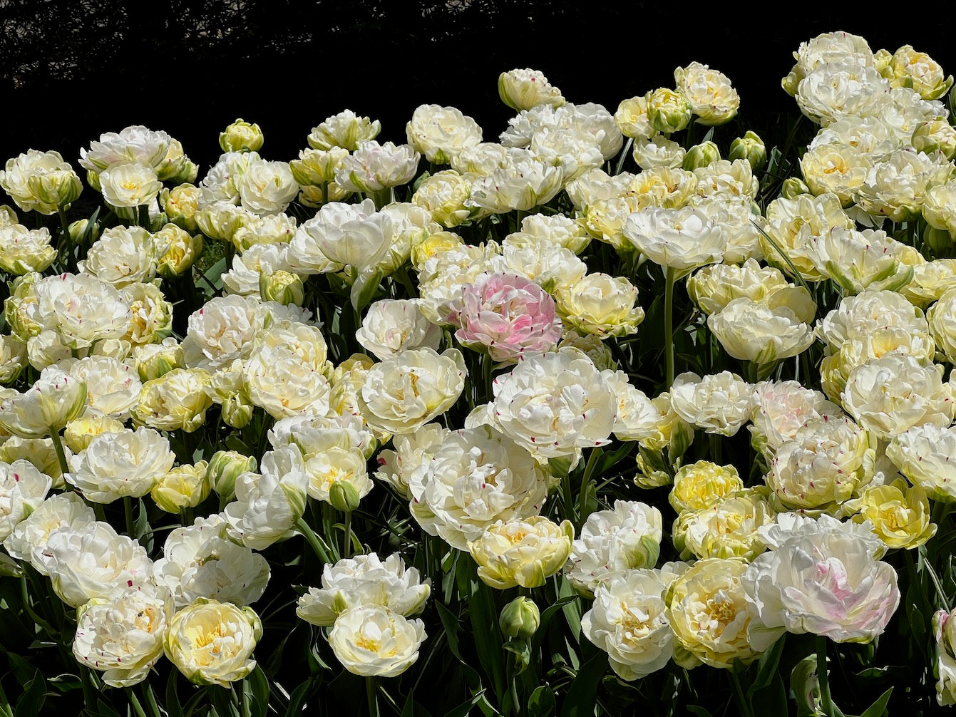 Tulpe Danceline