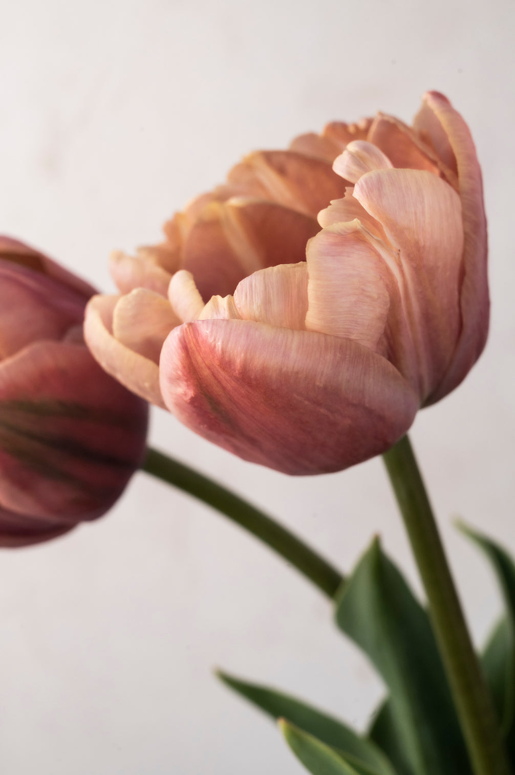 Tulpe La Belle Époque