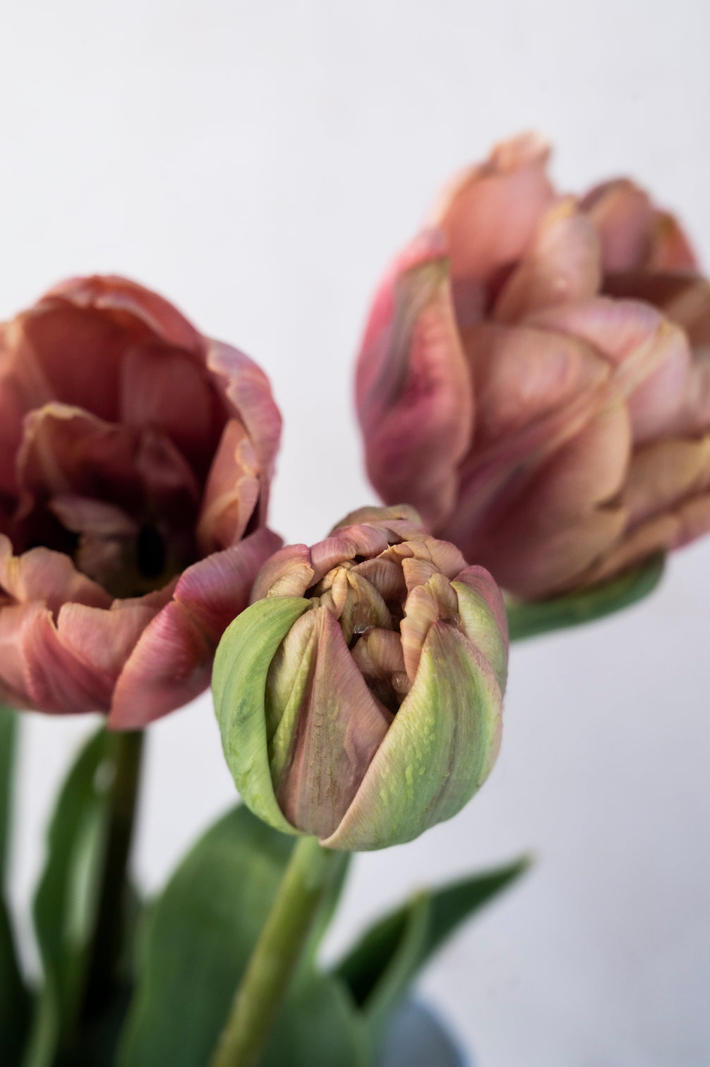 Tulpe La Belle Époque