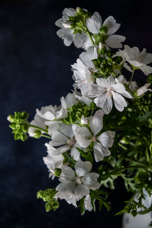 Weiße Moschus-Malve