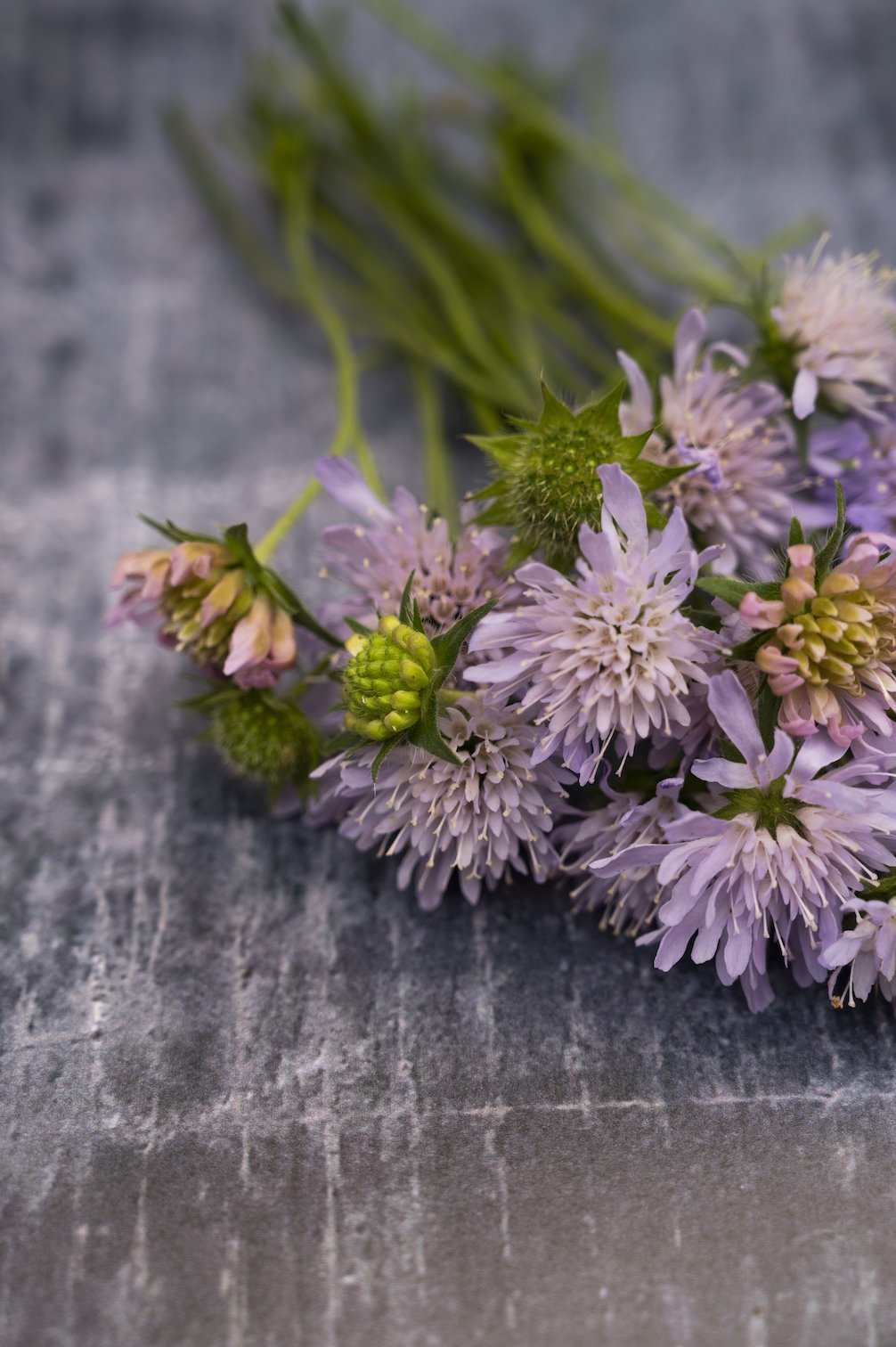 Wiesen-Witwenblume
