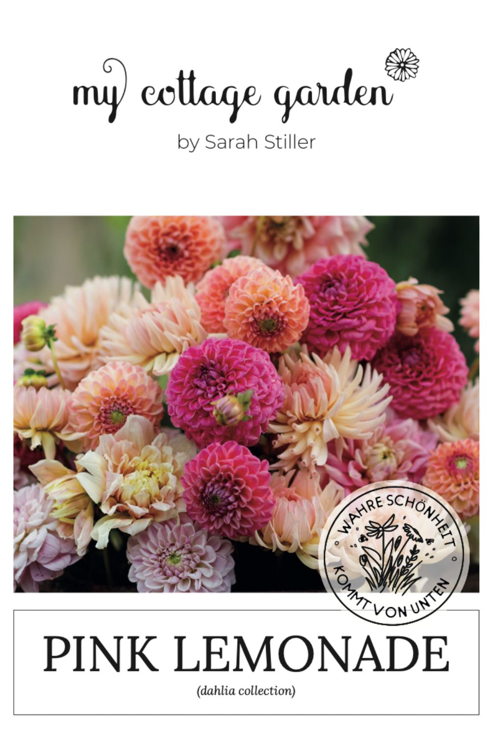 Dahlien-Mix Pink Lemonade