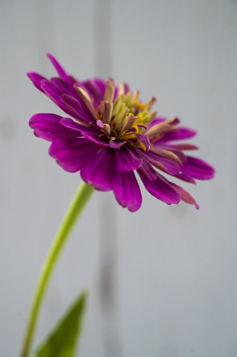 Zinnie "Purple Prince"