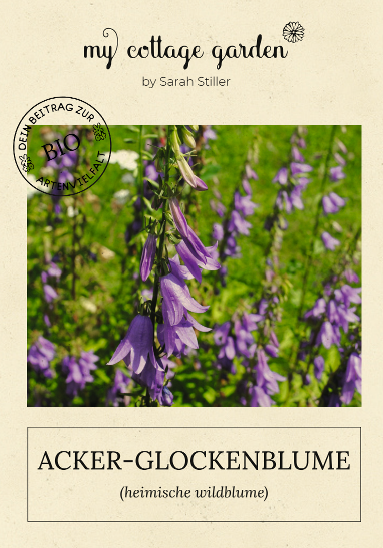 Acker-Glockenblume