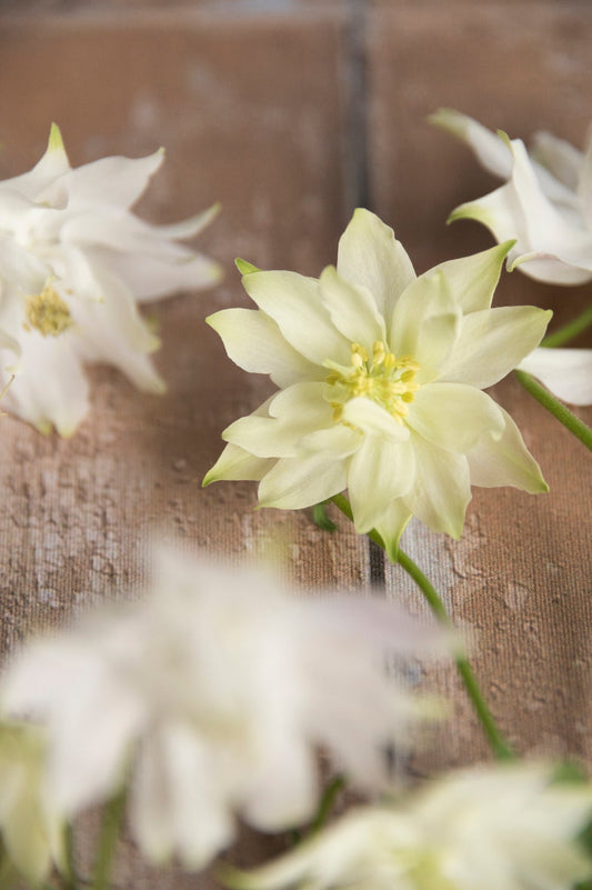 Akelei "Lime Sorbet"