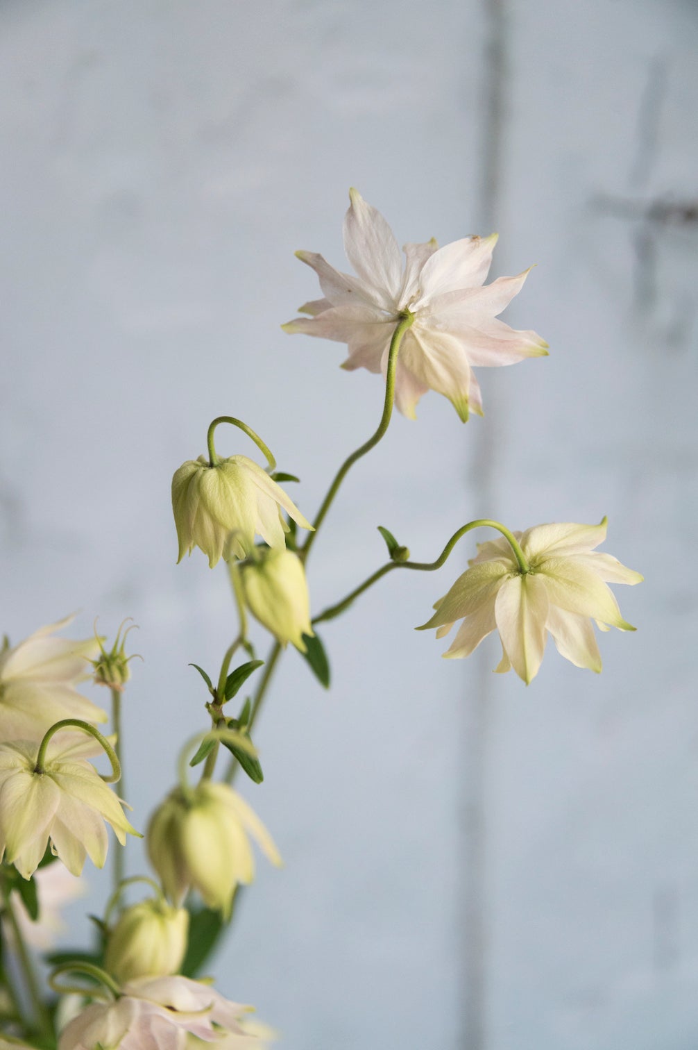 Akelei "Lime Sorbet"