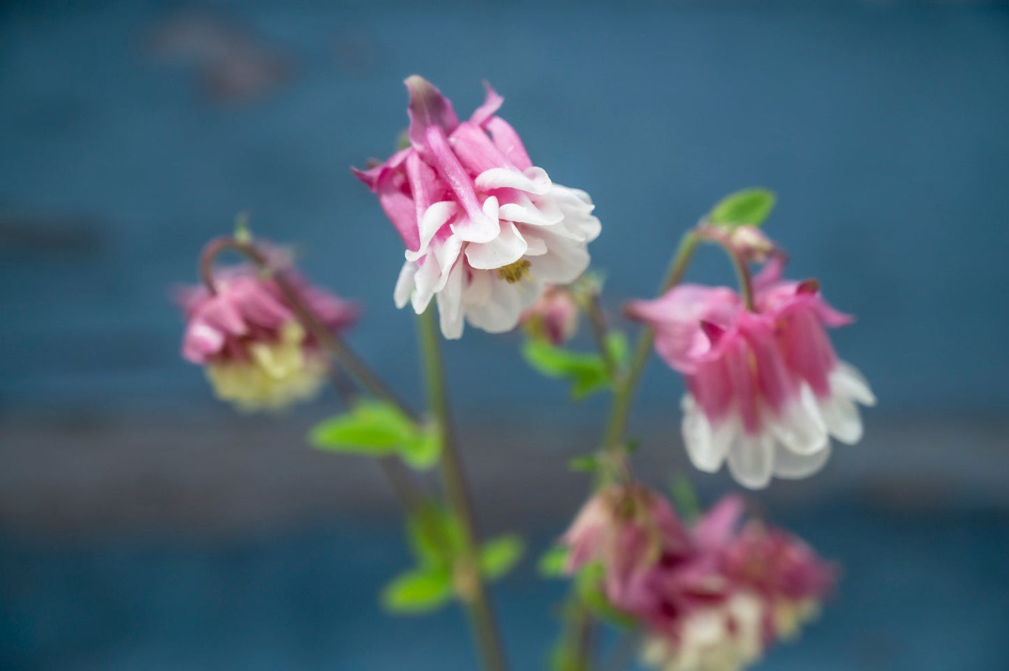 Akelei "Petticoat Pink"