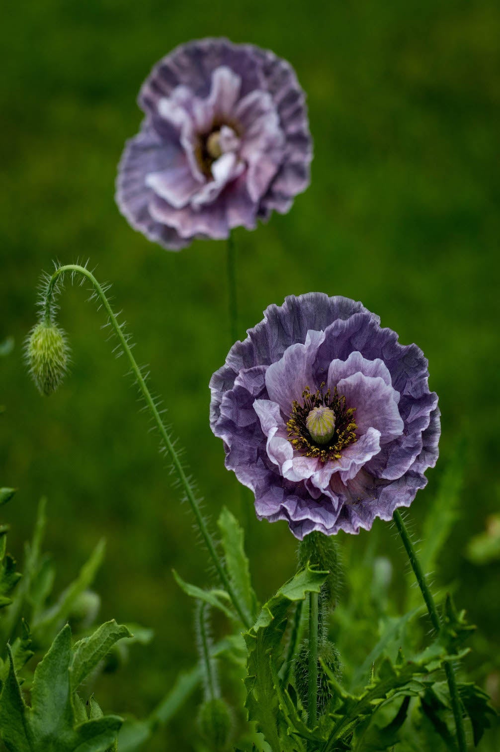 Mohn "Amazing Grey"