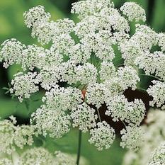 Große Knorpelmöhre / Bischofskraut