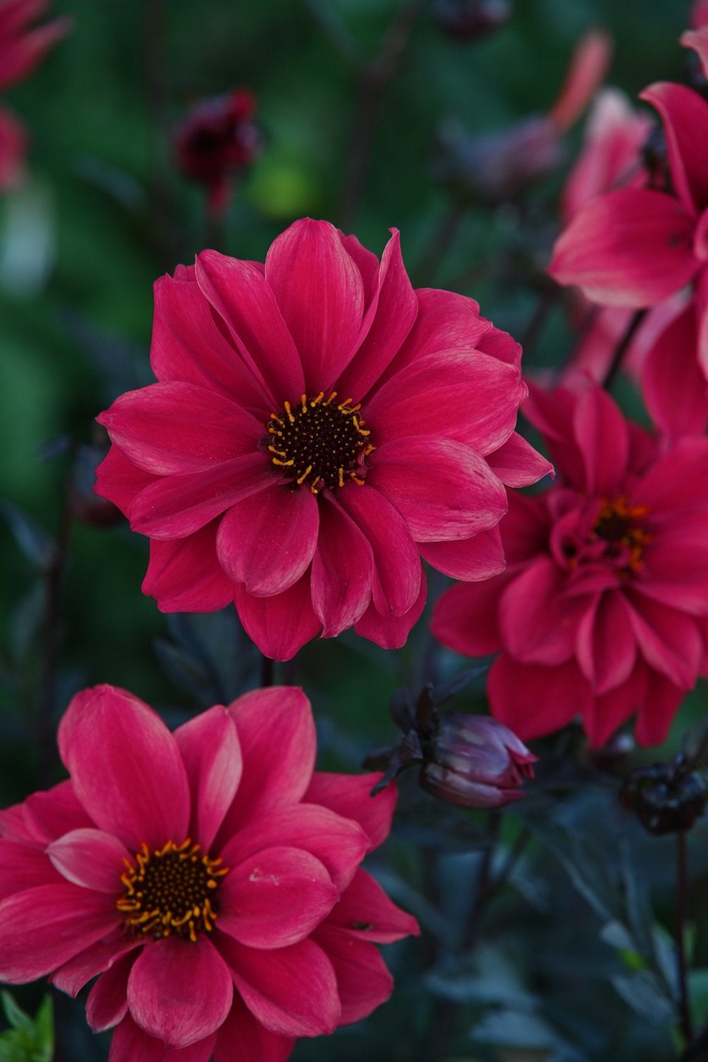 Dahlie Bishop of Canterbury