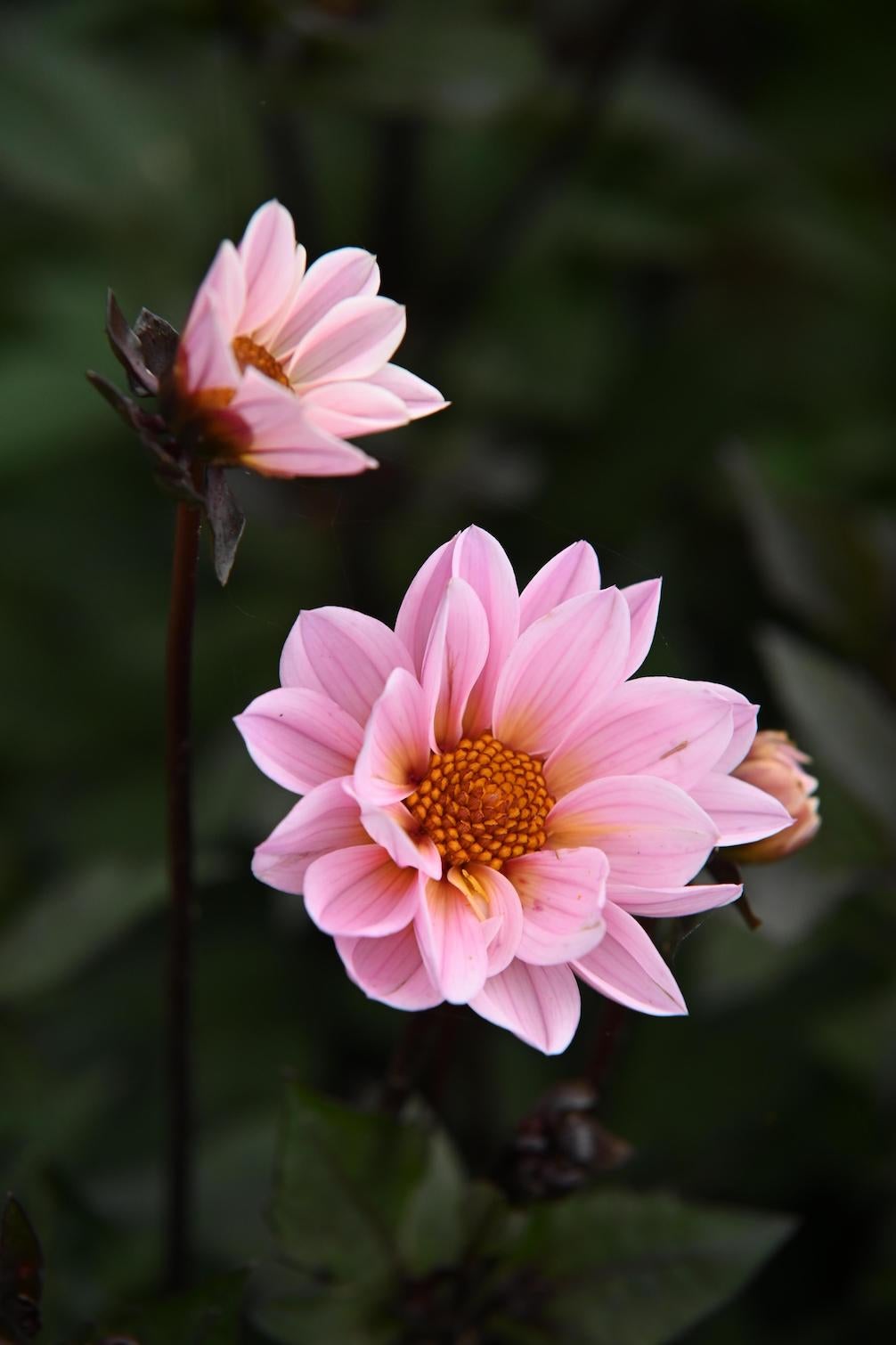 Dahlie Bishop of Leicester