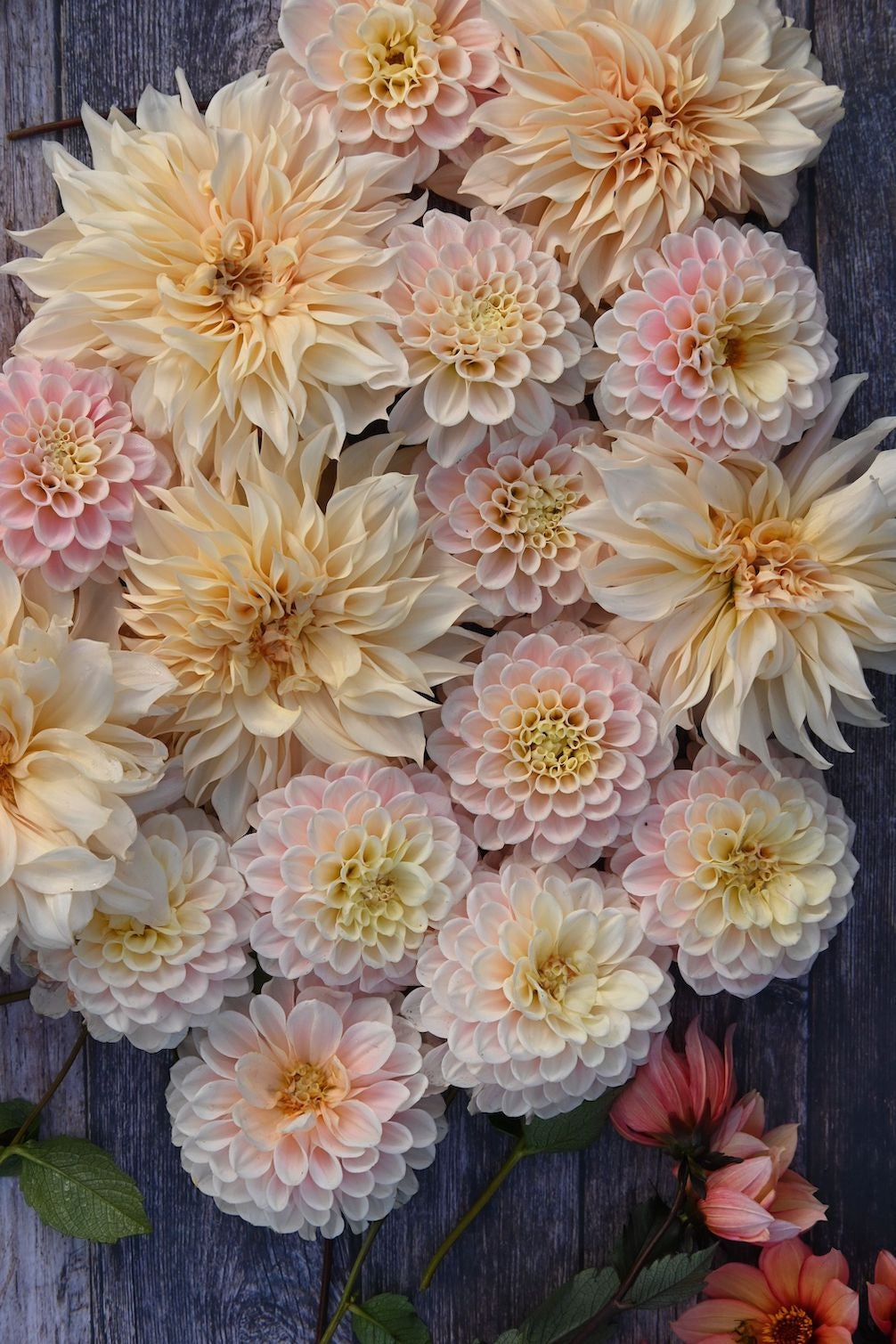 Dahlie Cafe au Lait