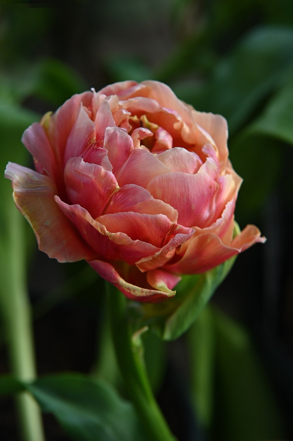 Tulpe Copper Image