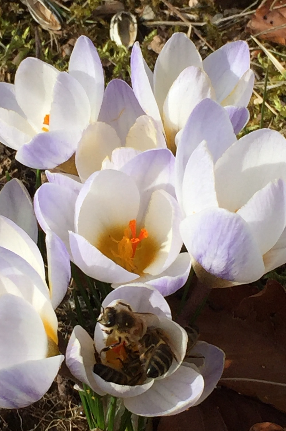 Krokus "Blue Pearl" – 10 Zwiebeln