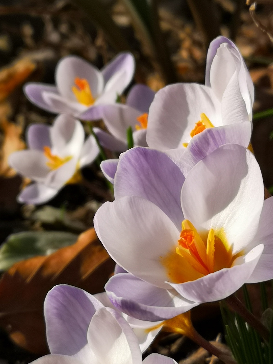 Krokus "Blue Pearl" – 10 Zwiebeln