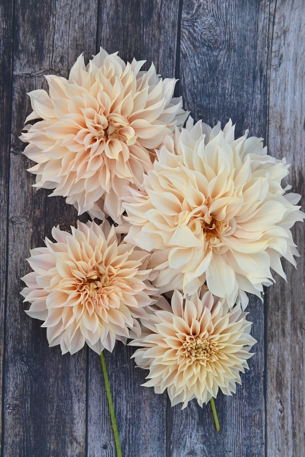 Dahlie Cafe au Lait