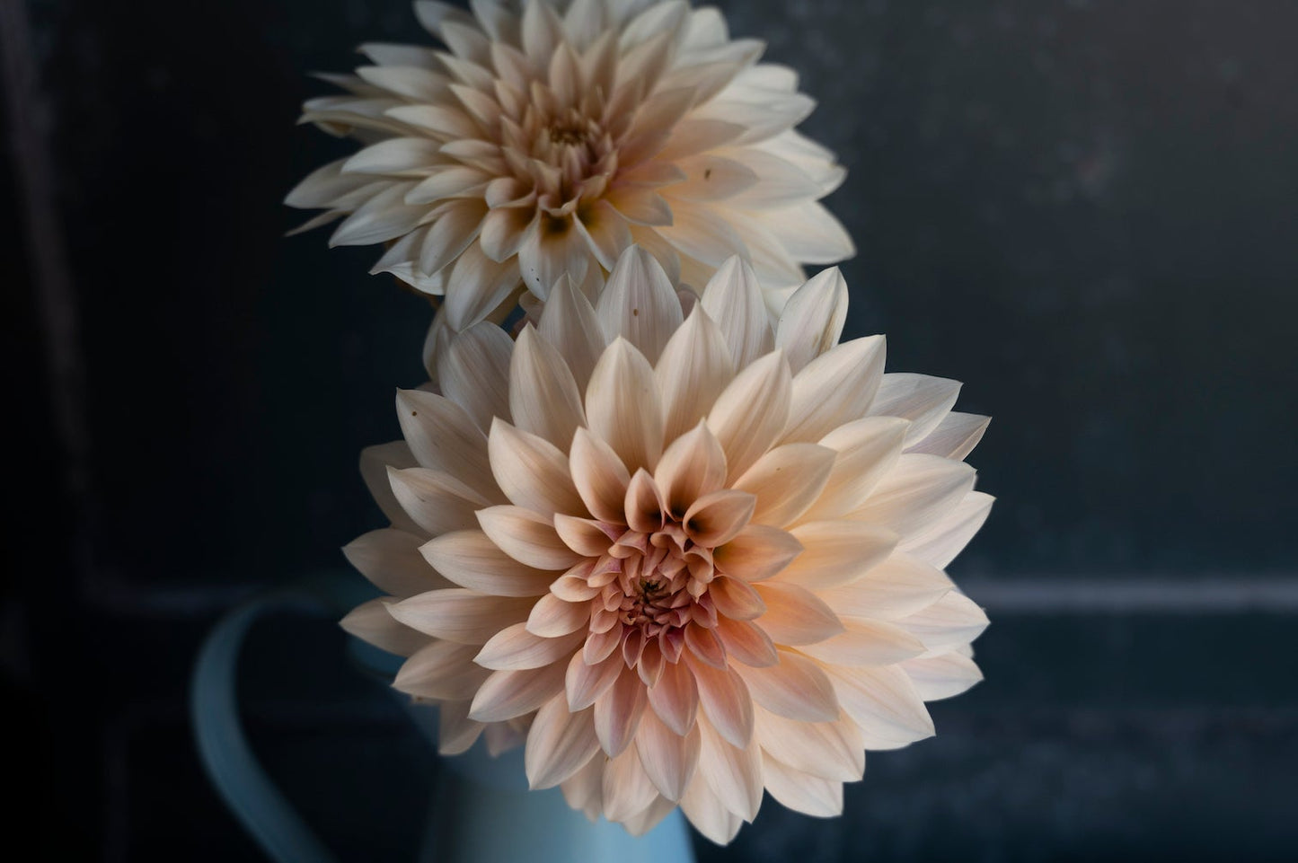 Dahlie Cafe au Lait