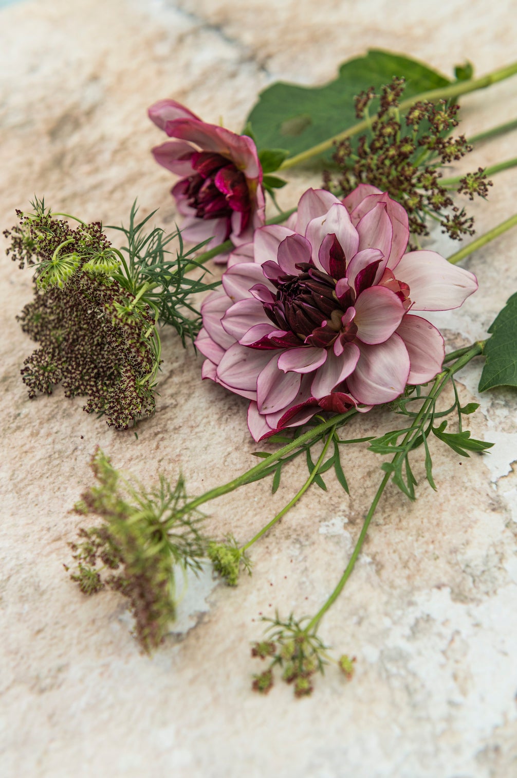 Dahlie Creme de Cassis