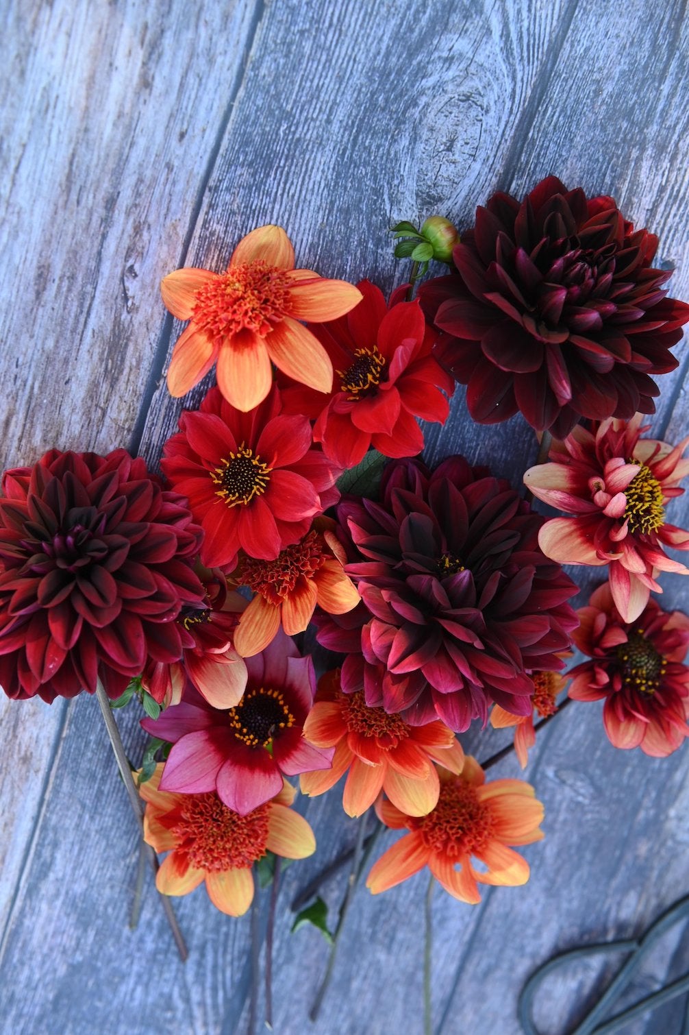 Dahlie Totally Tangerine