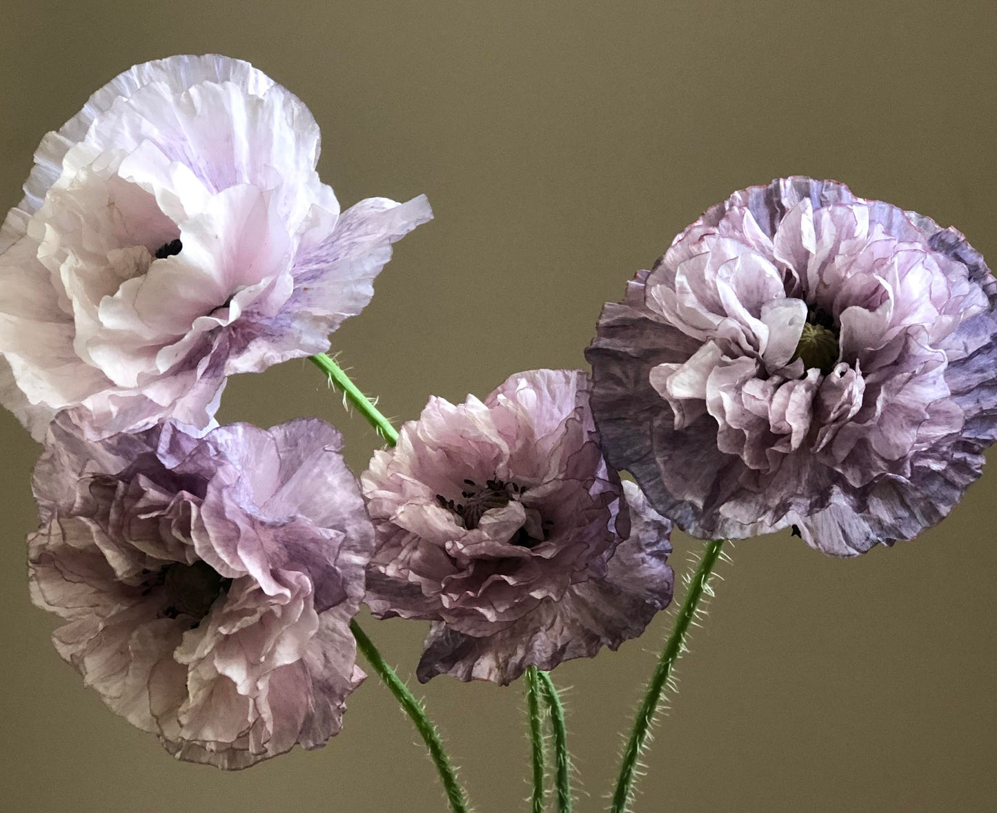 Mohn "Amazing Grey"
