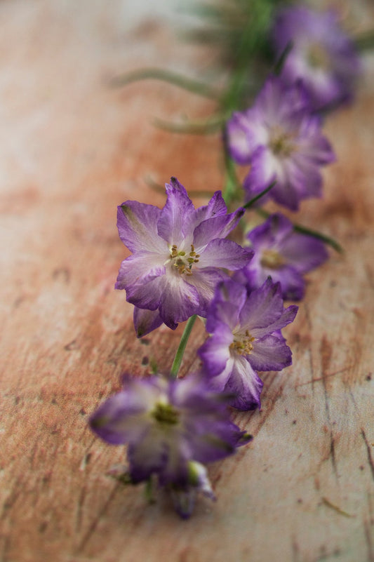 Feldrittersporn "Fancy Purple Picotee"