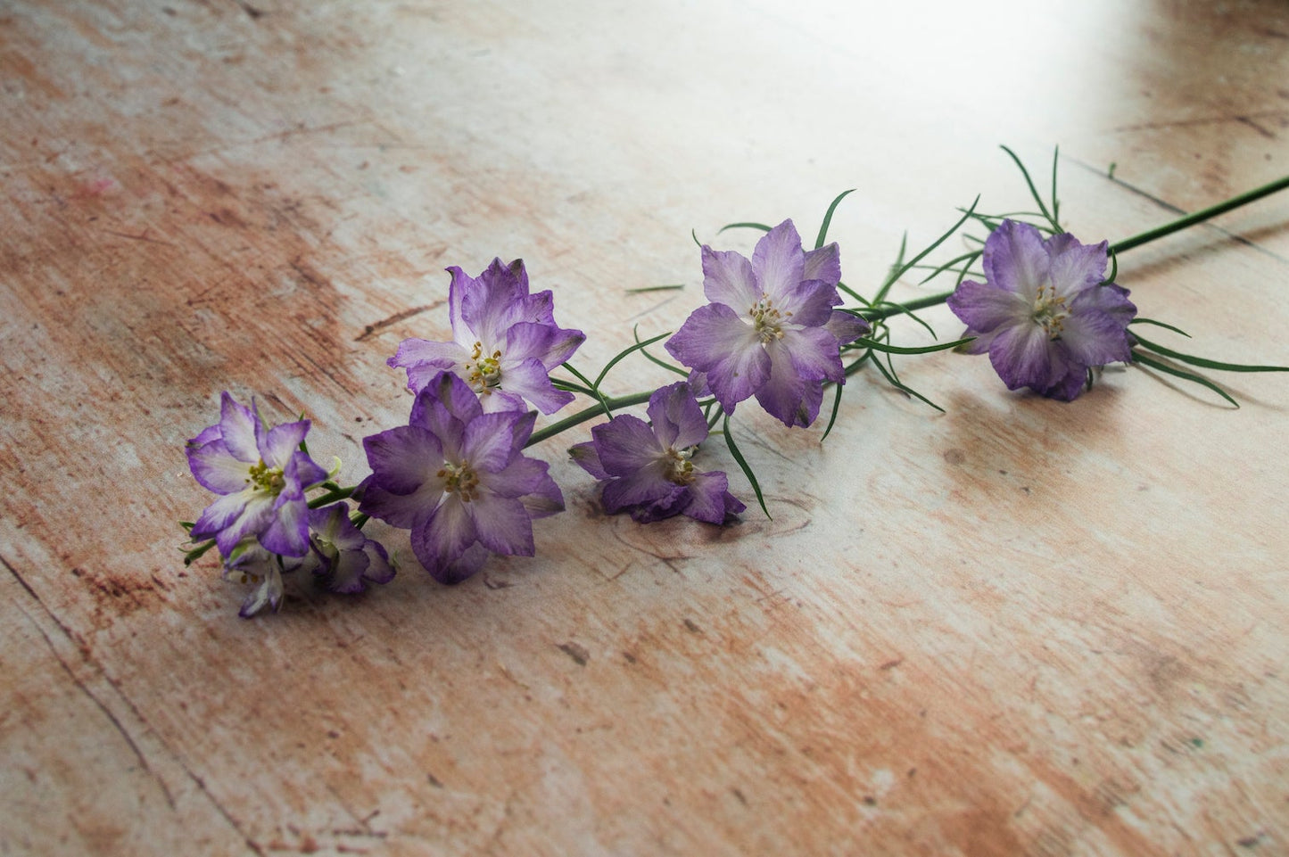 Feldrittersporn "Fancy Purple Picotee"