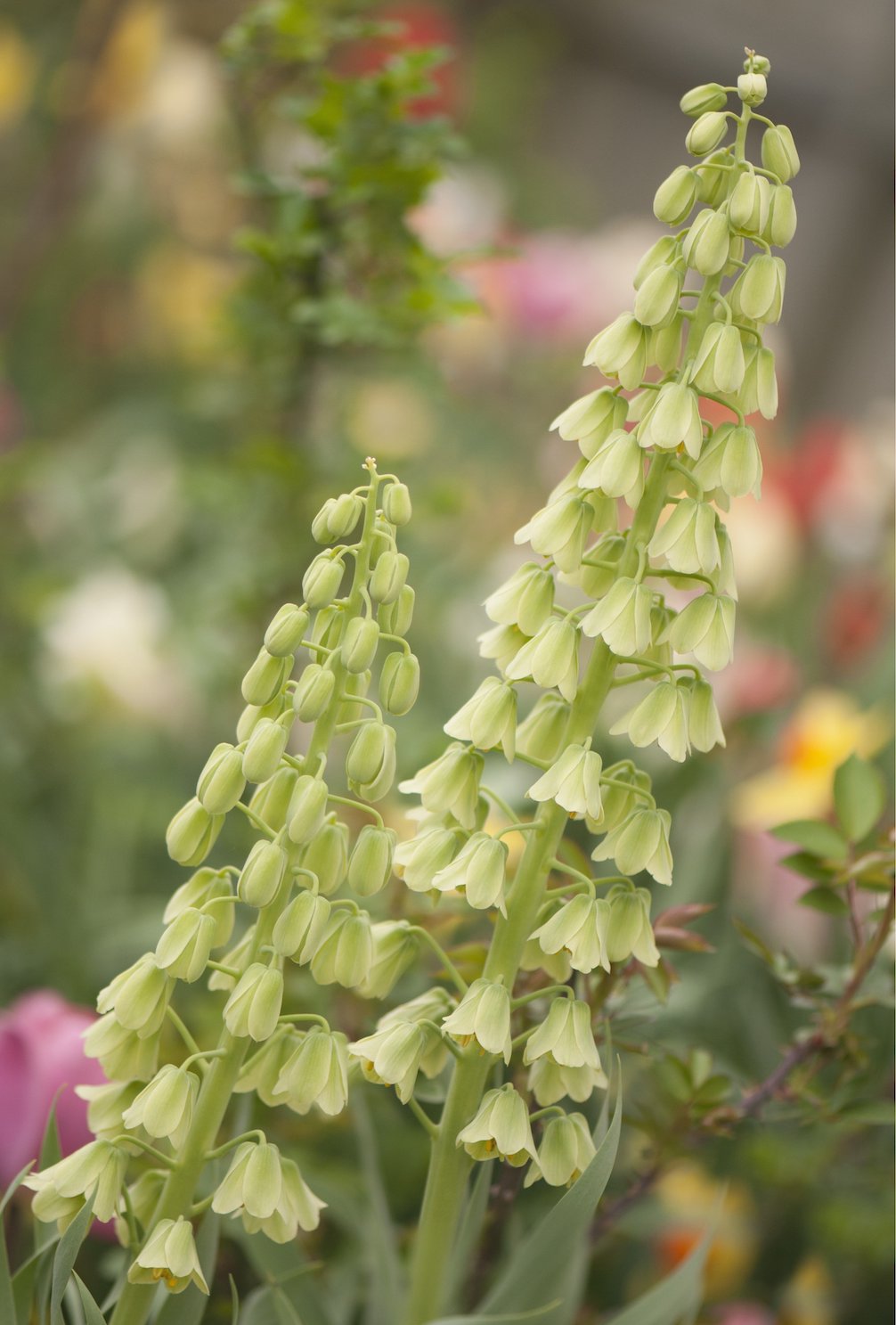 Kaiserkrone "Ivory Bells" – 1 Zwiebel