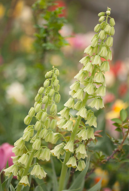 Kaiserkrone "Ivory Bells" – 1 Zwiebel