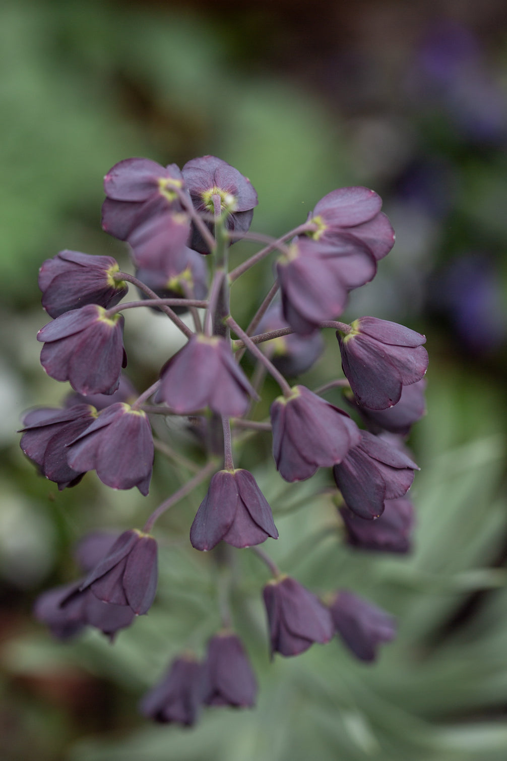 Kaiserkrone "Persica" – 1 Zwiebel