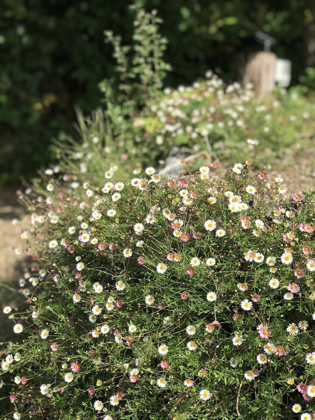 Spanisches Gänseblümchen