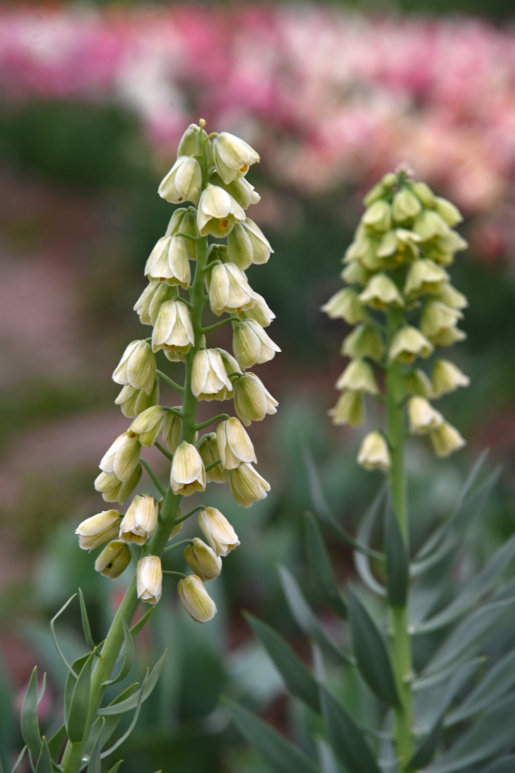 Kaiserkrone "Ivory Bells" – 1 Zwiebel