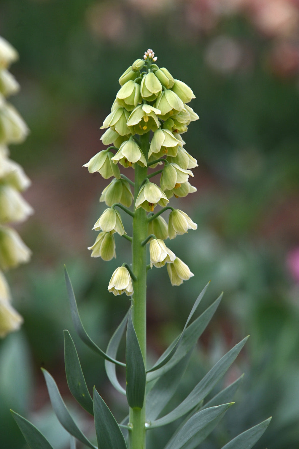 Kaiserkrone "Ivory Bells" – 1 Zwiebel