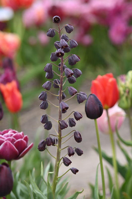 Kaiserkrone "Persica" – 1 Zwiebel