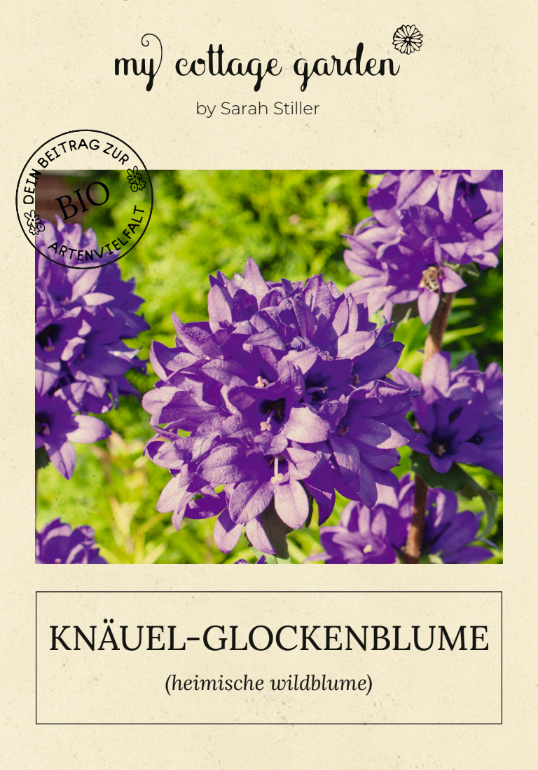 Knäuel-Glockenblume