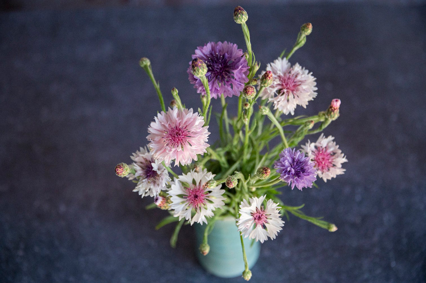 Kornblumen "Polka Dots"