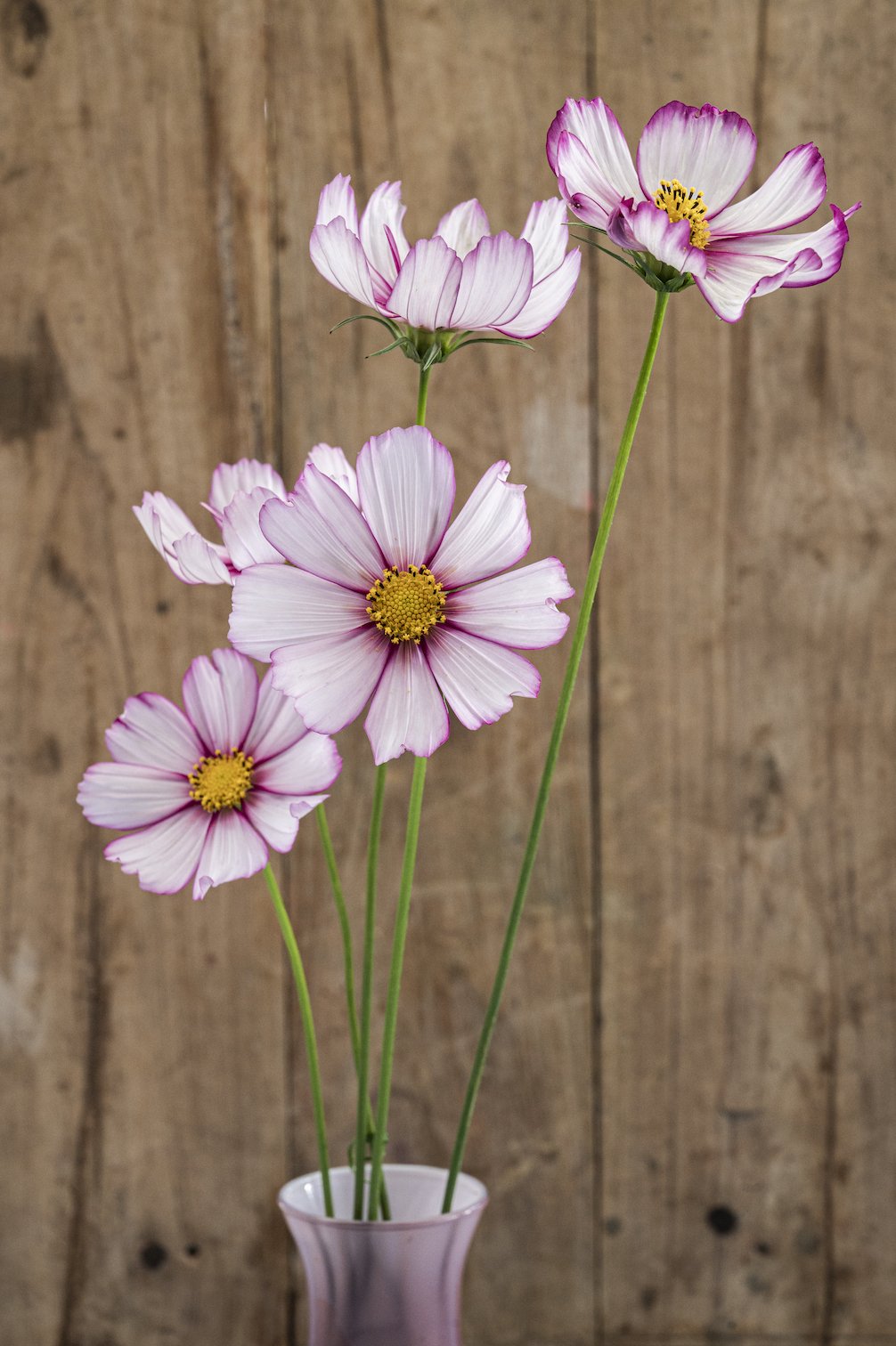 Kosmee "Candy Stripe"