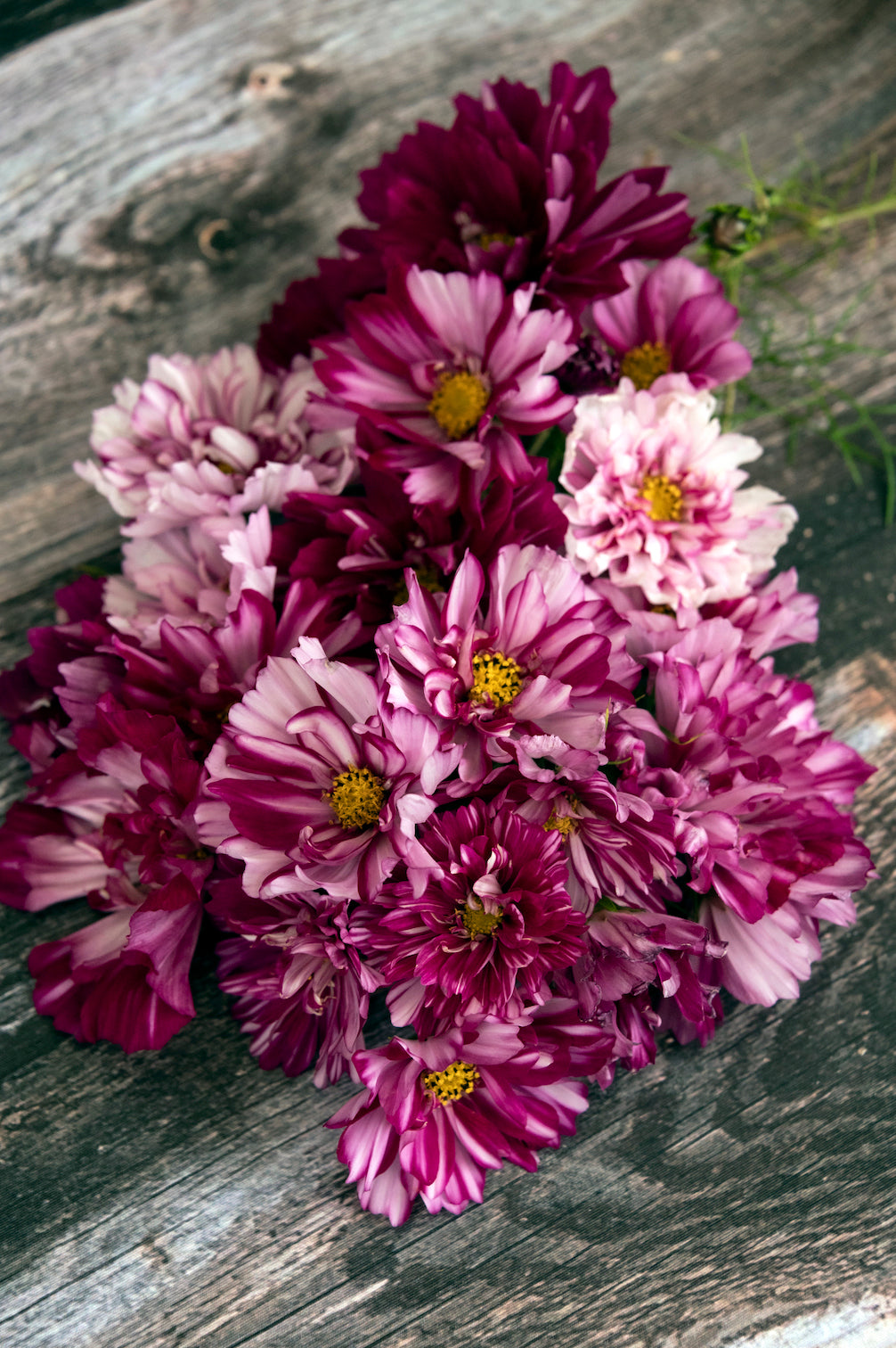 Kosmee "Double Click Bicolour"