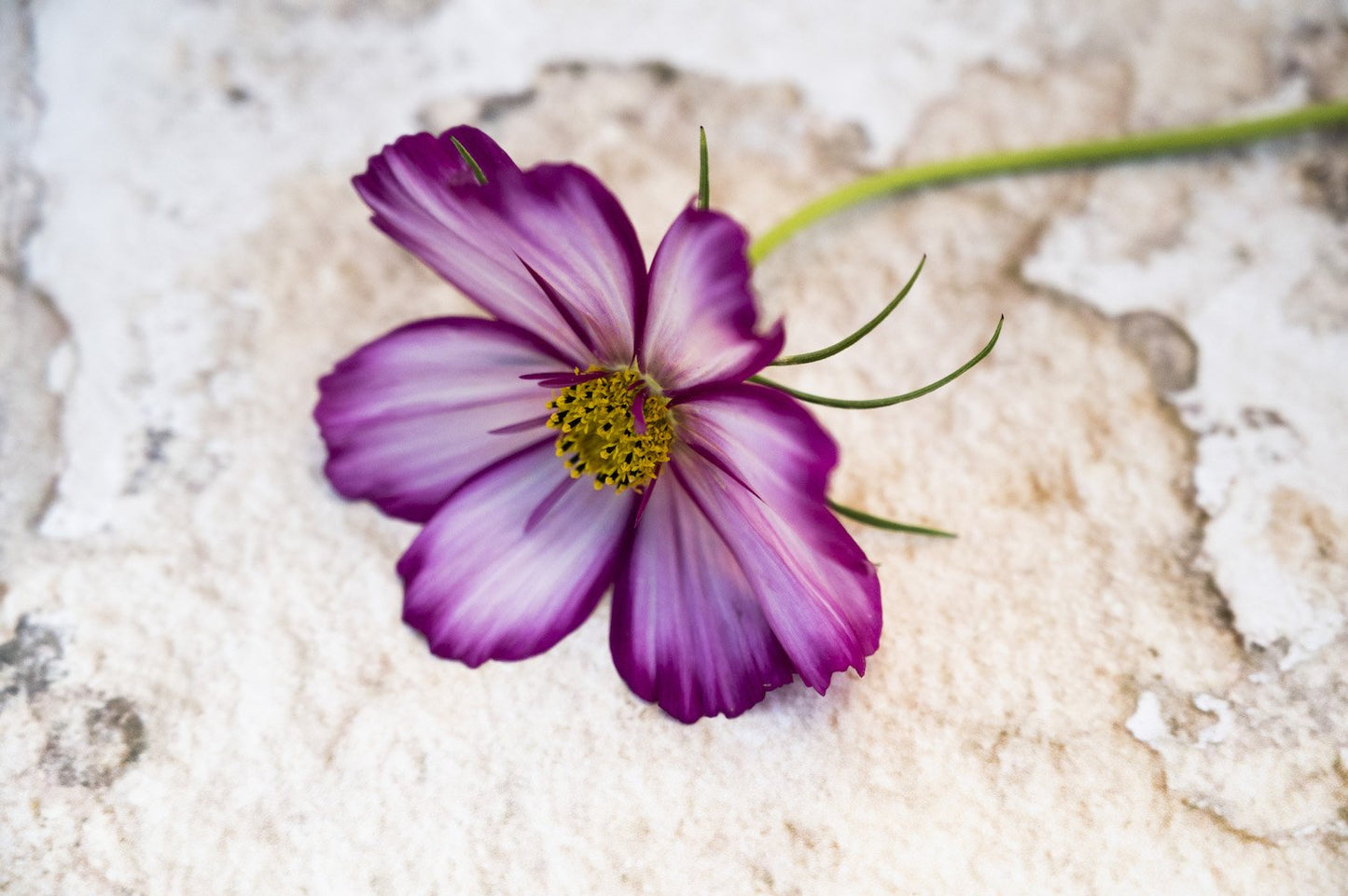 Kosmee "Sweet Kisses"