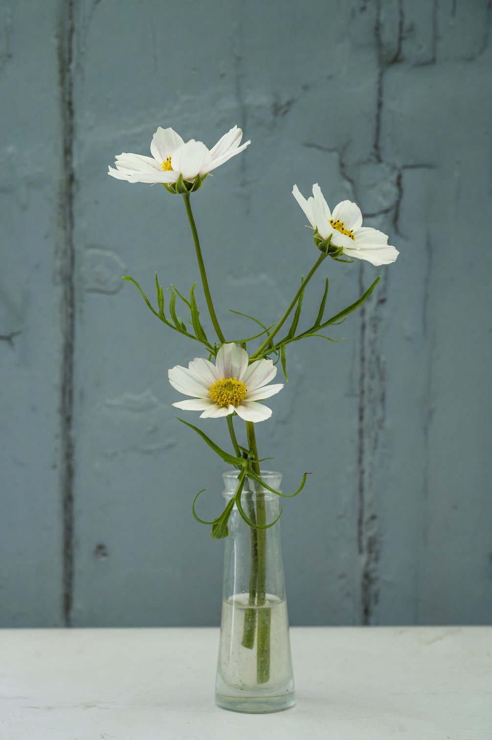 Kosmee "Tetra Versailles Flush"