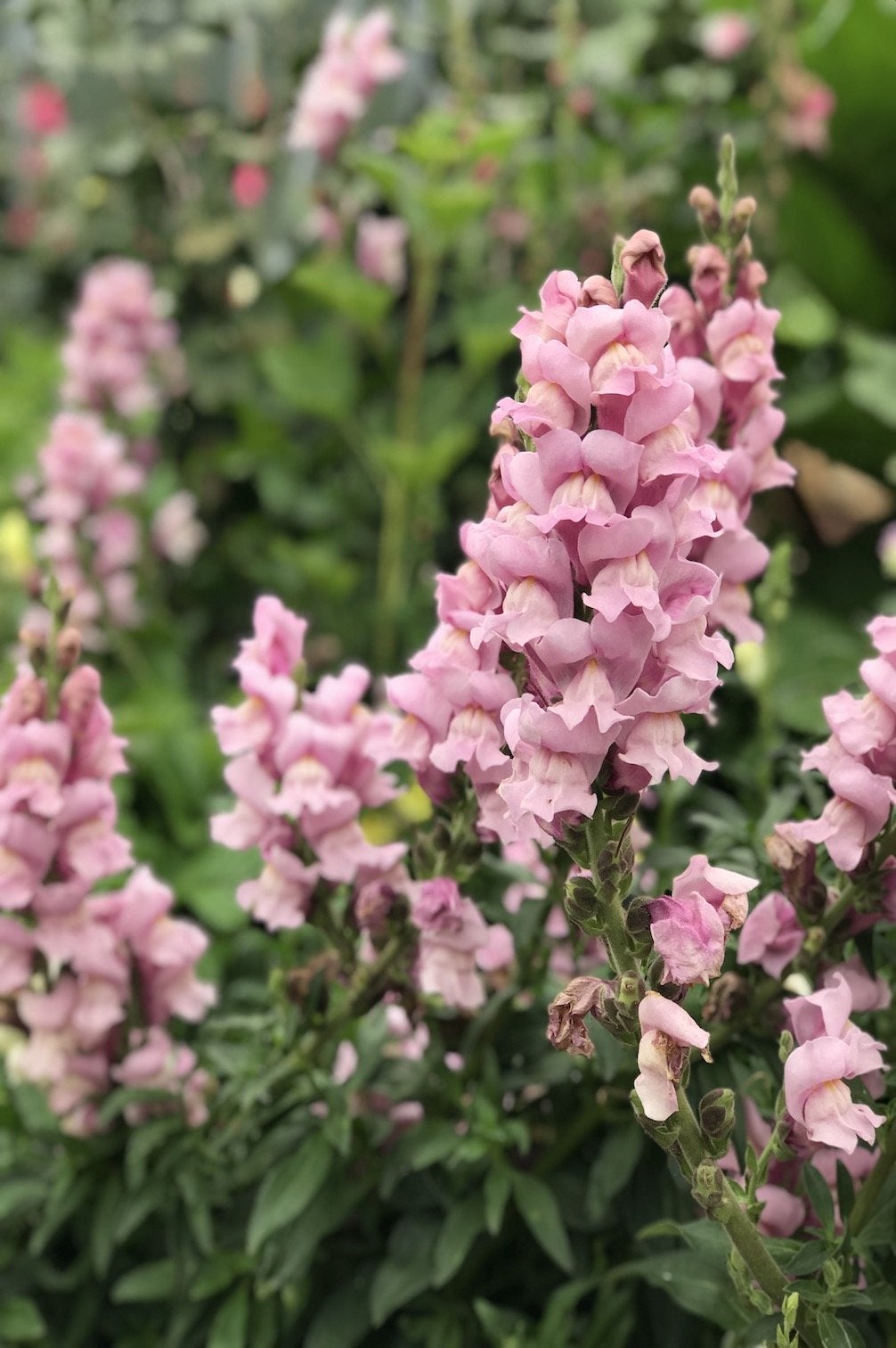 Löwenmäulchen "Potomac Lavender"