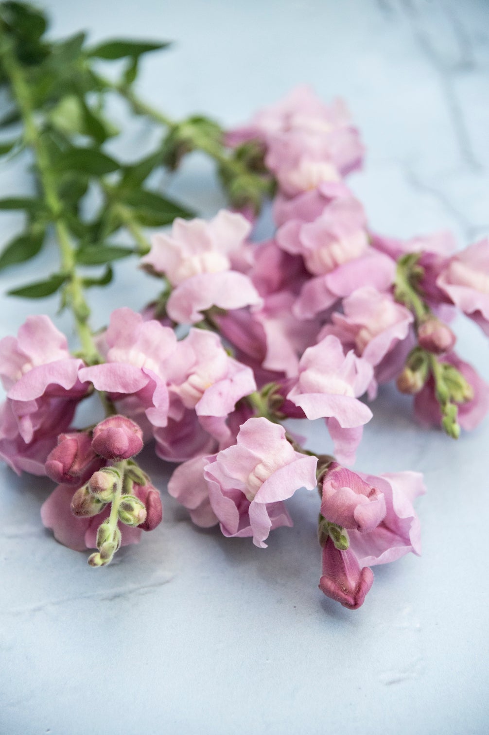Löwenmäulchen "Potomac Lavender"