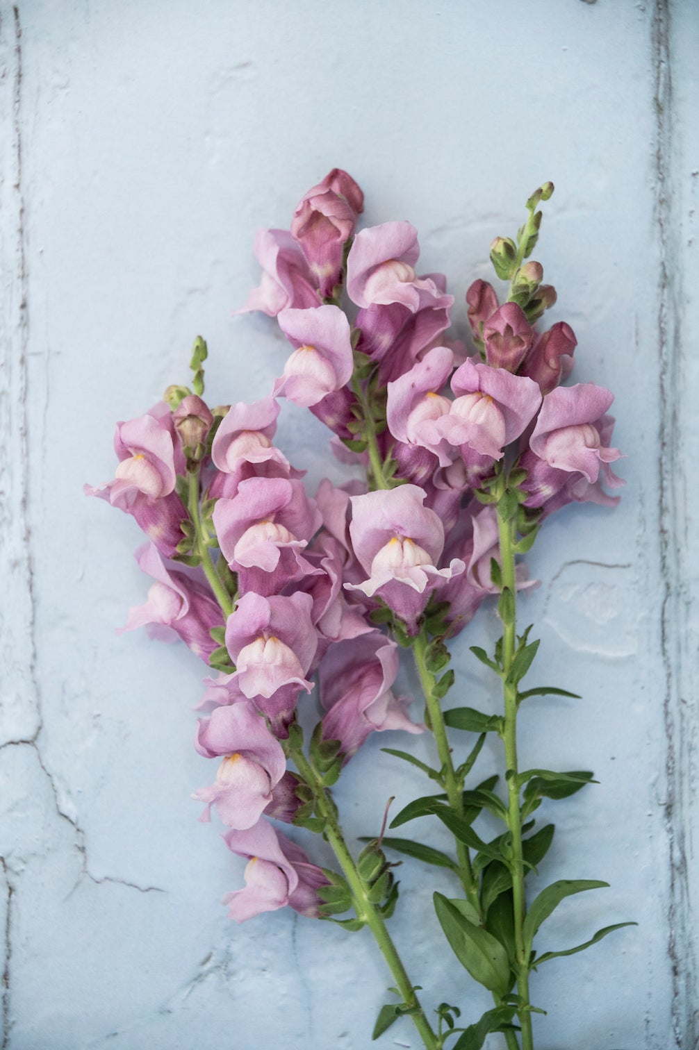 Löwenmäulchen "Potomac Lavender"