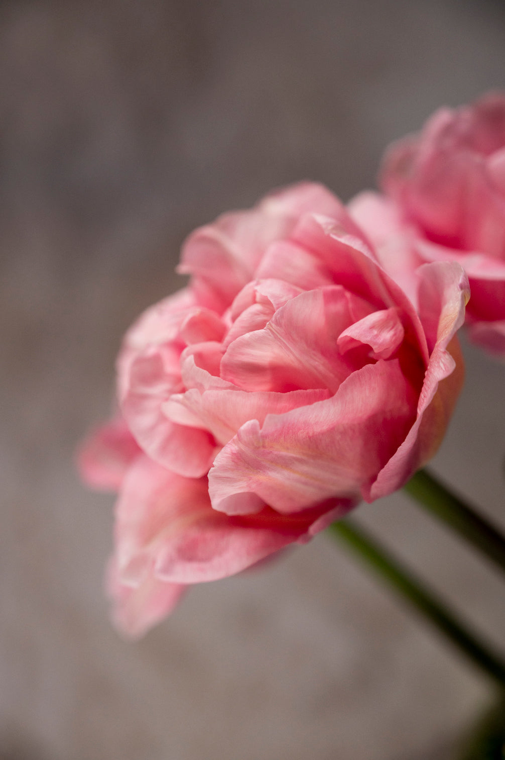 Tulpe Mariage