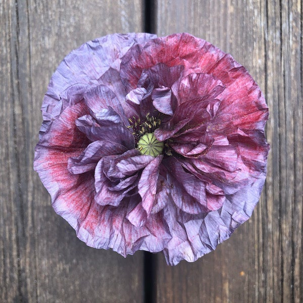 Mohn "Amazing Grey"