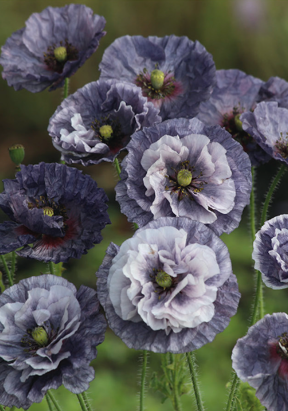 Mohn "Amazing Grey"